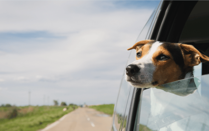 JRT_Window-1024x644