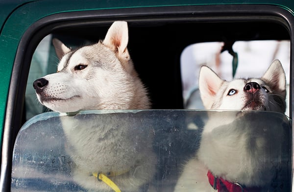 dogs-in-the-car-PMAGXC3